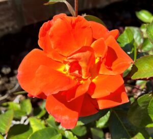 Orange and Yellow Rose